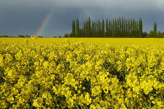 Header_RapsRegenbogen_42.jpg  